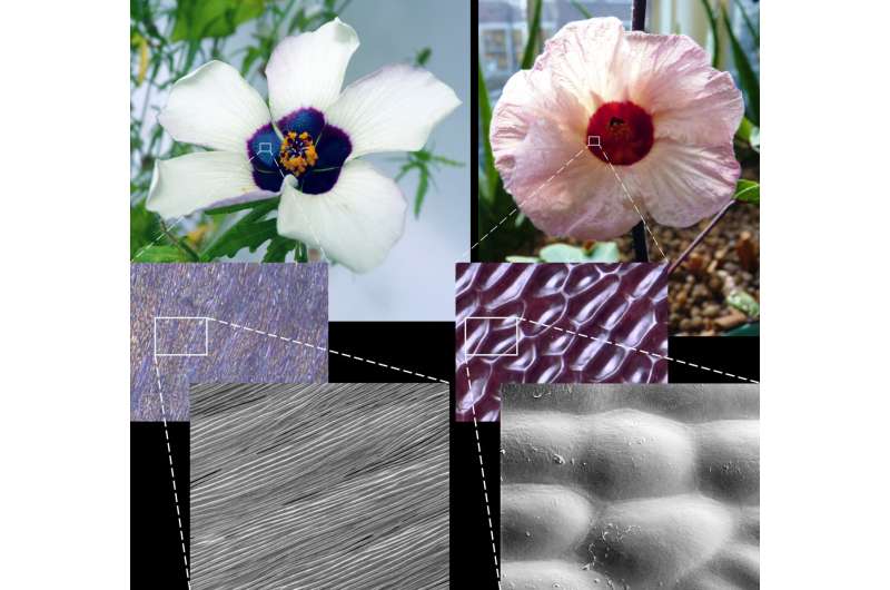 Plants employ chemical engineering to manufacture bee-luring optical devices
