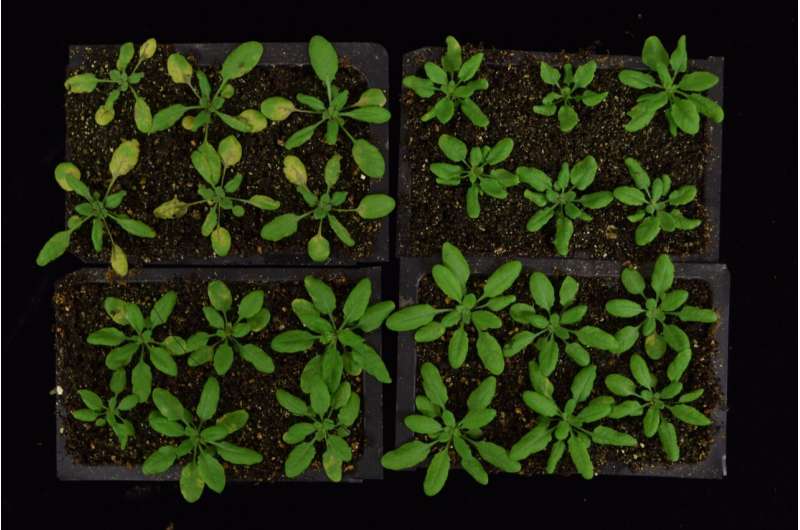 Plants reprogram their cells to fight invaders. Here's how