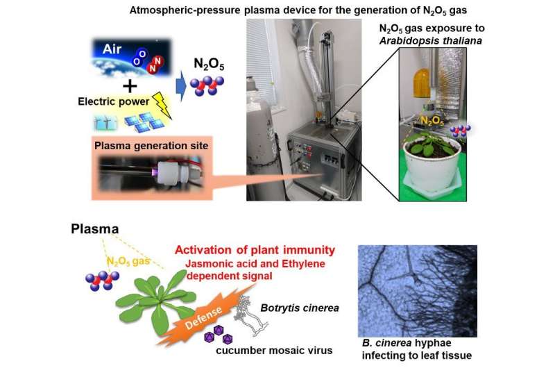 Plasma-produced gas helps protect plants against pathogens