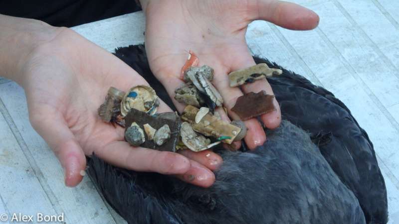 Plastics causing multi-organ damage in seabirds