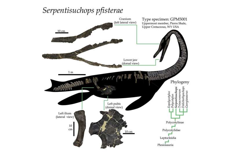 Plesiosaur unearthed in 1995 found to have been long-necked marine reptile