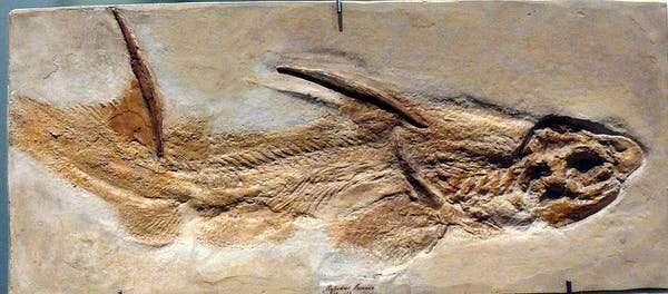 Plesiossauros, pliossauros, hibodontes: olhando para trás para três predadores pré-históricos dos mares jurássicos