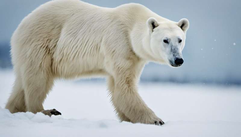 Polar bears eating reindeer: normal behaviour or result of climate change?