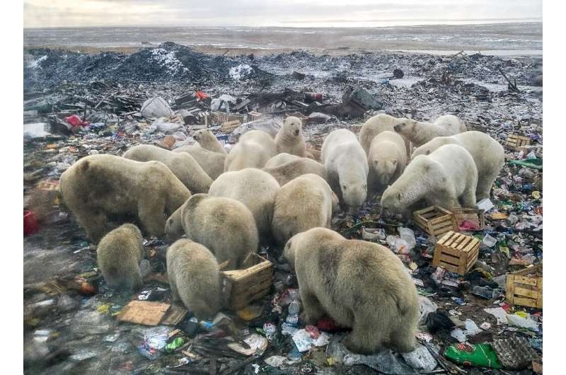 Polar bears had a history of congregating at the rubbish dump in Belushya Guba before the situation got out of control
