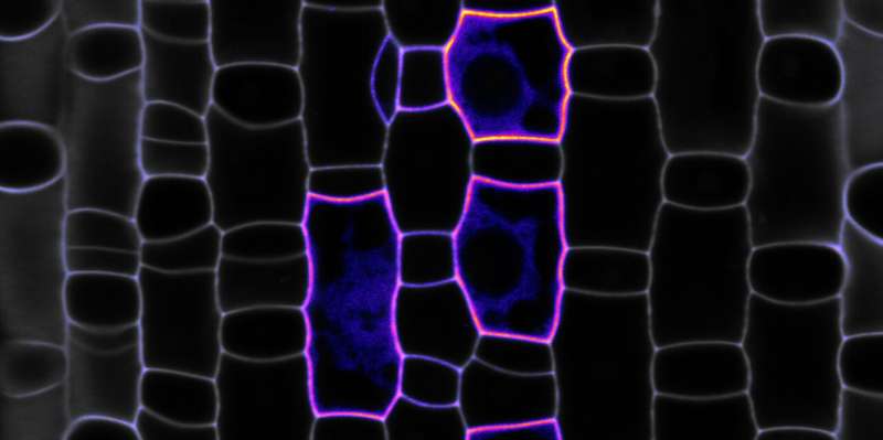 Polarity proteins shape efficient “breathing” pores in grasses