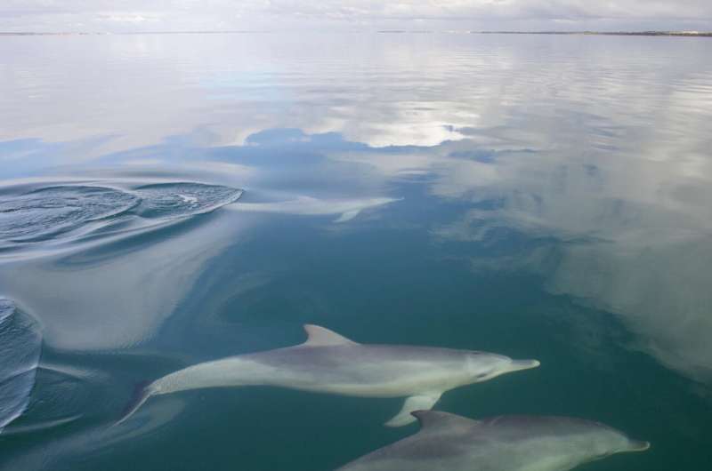 Popular male dolphins produce more offspring