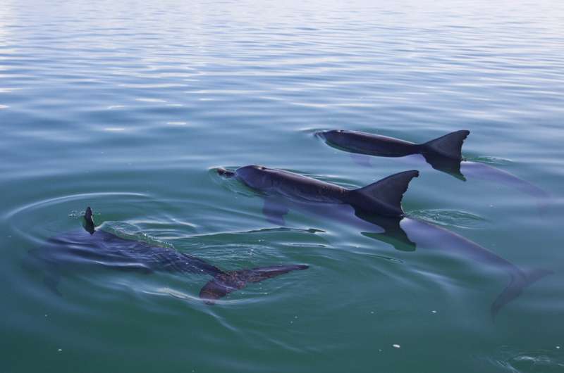 Popular male dolphins produce more offspring