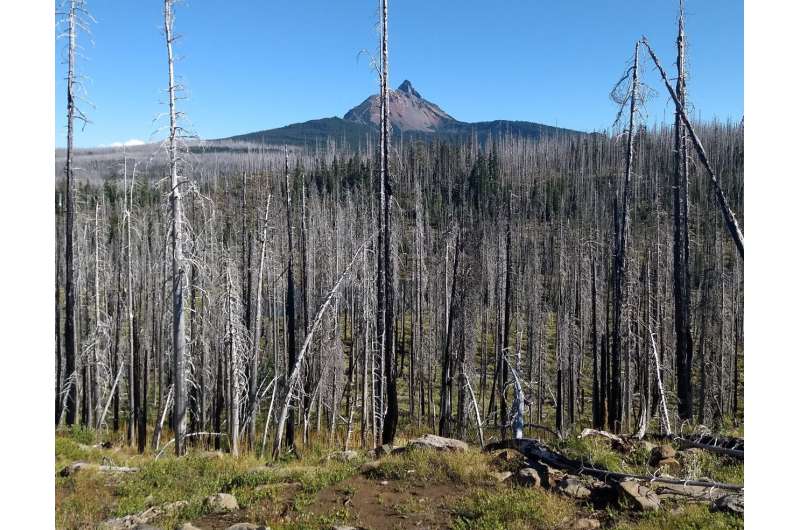 Portland State study shows how 'green islands' help forests regenerate after fire