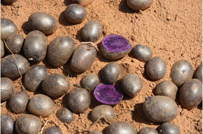 Potato breeding program targets french fry, chipping, fresh markets