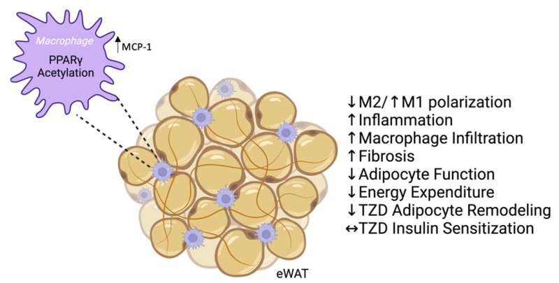 PPARγ acetylation in macrophages impairs adipose tissue function