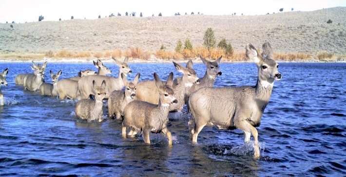 Predicting mule deer migration paths without GPS collars