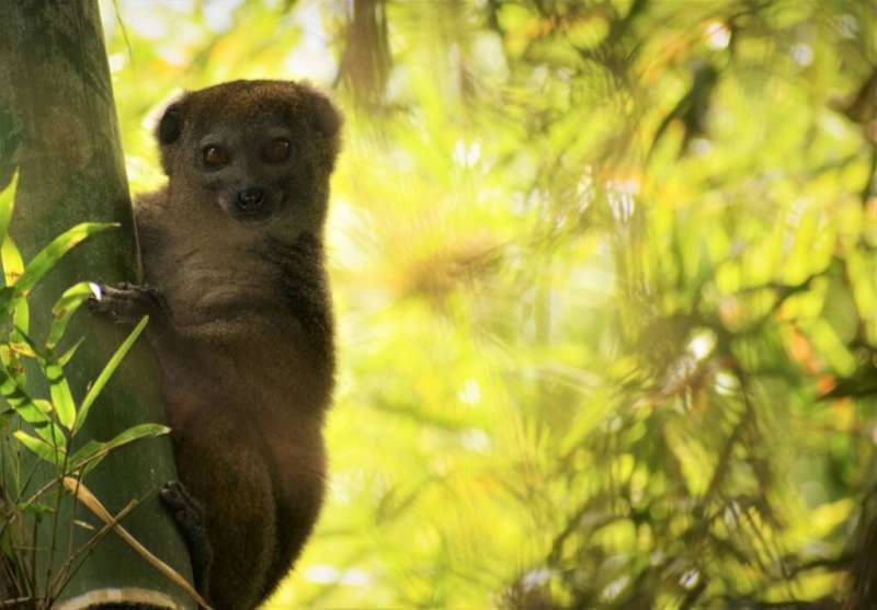Predicting What Extinctions Could Mean for Lemurs and the Forests They Call Home