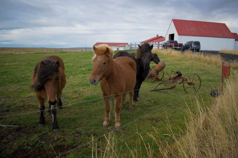 Pregnant mares stand in the meadow of a 'blood farm' near Selfoss, Iceland, Animal -- but animal welfare groups are up in arms a