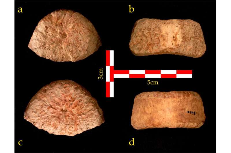 Prehistoric human vertebra discovered in the Jordan Valley tells the story of prehistoric migration from Africa