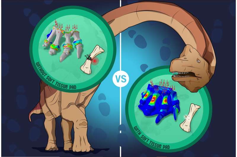 Prehistoric podiatry: How dinos carried their enormous weight