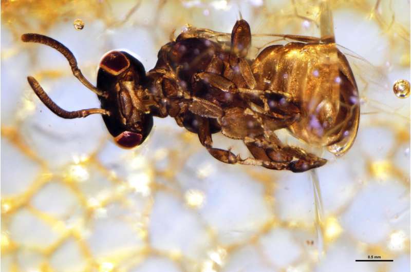 Preserved in tree resin: bees became extinct before they were discovered