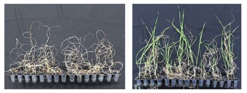 Pretreating soil with ethanol protects plants from drought
