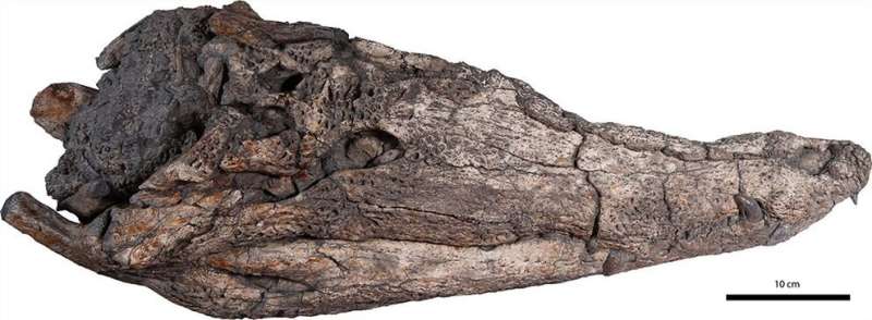 Previously unknown crocodile species lived in Asia 39 million years ago