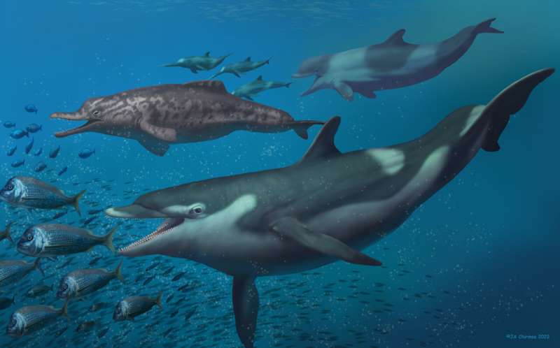 Previously unknown dolphin species was present in ancient Swiss ocean
