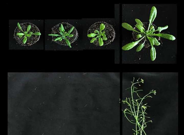 Previously unknown protein turns plants into dwarfs