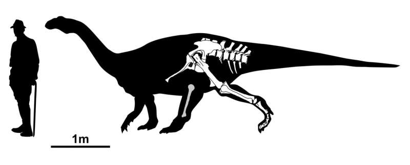 Previously unknown species of dinosaur identified in southwestern Germany