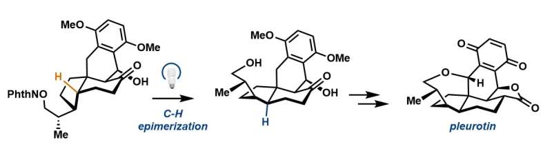 Princeton's Sorensen lab develops concise synthesis of pleurotin