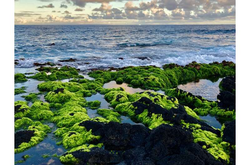 Pristine groundwater seeps support native algae on Hawai'i's coasts