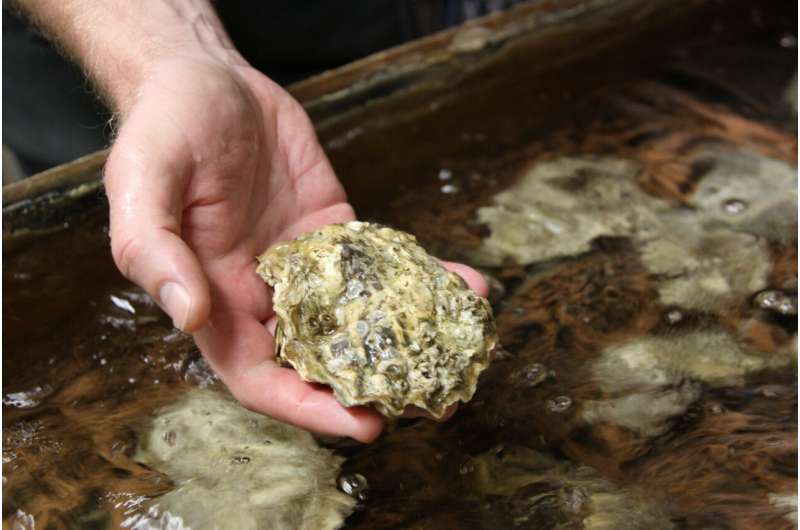 Probiotic combination drastically improves oyster larvae survival