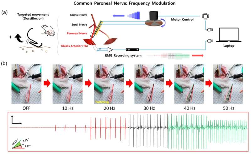 Professor Sanghoon Lee's research team at DGIST developed a rotation-based triboelectric neurostimulator capable of real-time mo