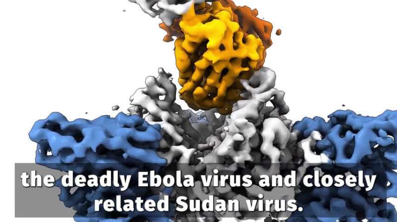 کوکتل آنتی بادی امیدوار کننده ویروس ابولا و پسر عموی کشنده آن را می گیرد