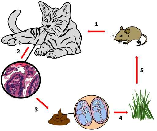 Propagation of parasite in toxoplasmosis host cell stopped