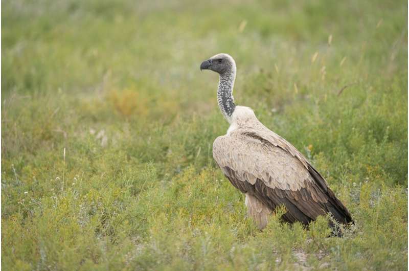 Protected areas in Africa are too small to safeguard rapidly declining vulture populations