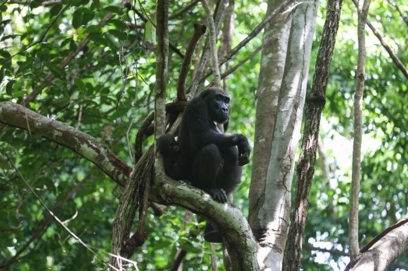 Saugomos teritorijos, tokios kaip Loango, teoriškai yra saugios gyvūnams, tačiau jose gyvena tik 20 procentų Gabono didžiųjų beždžionių.