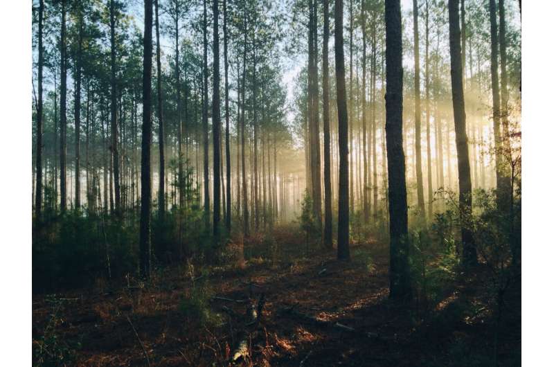 Защита лесов на переднем крае борьбы с изменением климата