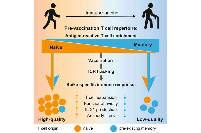 Protection against COVID-19: Experience is not always an advantage for the immune response