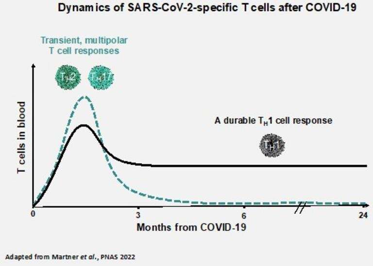 Protective T cells remain 20 months after COVID