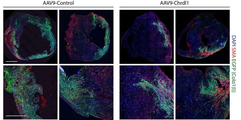 Protein library screening uncovers factors that protect against heart attack in mice
