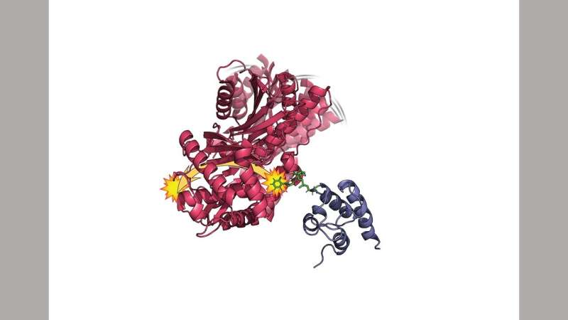 De hecho, las partes de la proteína deben moverse y sacudirse para funcionar bien, sugiere una nueva investigación