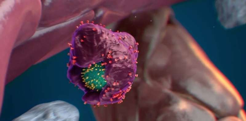 Providing 'quality assurance' for new stem cells: Macrophages do the vetting