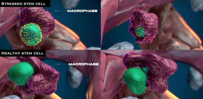 Providing 'quality assurance' for new stem cells: Macrophages do the vetting