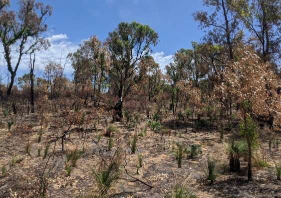 PStalagmites reveal Australia's pre-colonial bushfire history