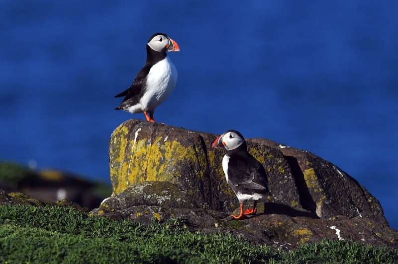 Puffins are one of the most distinctive visitors to the Isle of May nature reserve off the east coast of Scotland