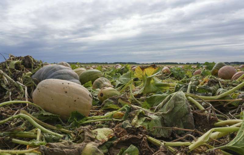 Pumpkin farms adapt to improve soil, lower emissions