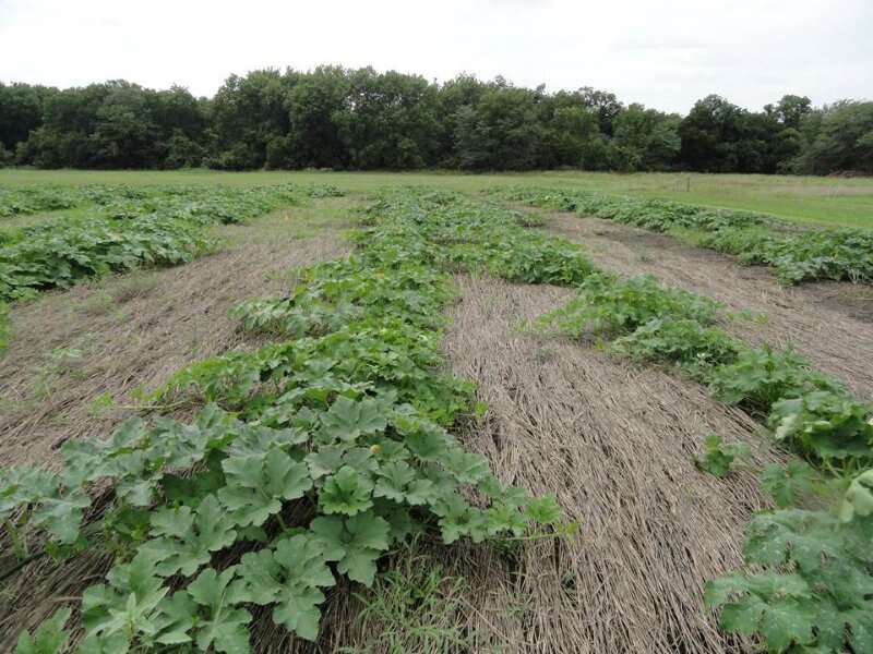 Pumpkin production can benefit from conservation practices