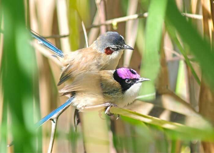 Purple-crowned Fairy-wrens exhibiting unusual breeding behaviour