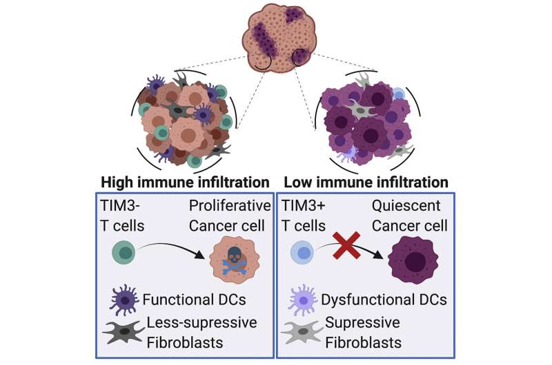 Quiescent cancer cells resist T cell attack by forming an immunosuppressive niche
