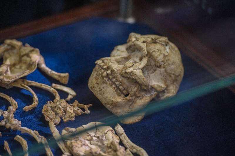 &quot;Little Foot&quot; one of several well-known fossils found at Sterkfontein caves in South Africa's Cradle of Humankind