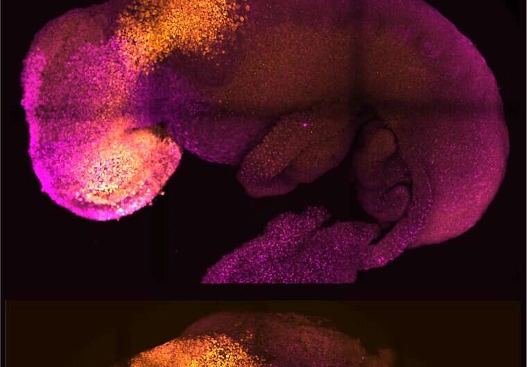 &quot;Synthetic&quot; mouse embryo with brain and beating heart grown from stem cells