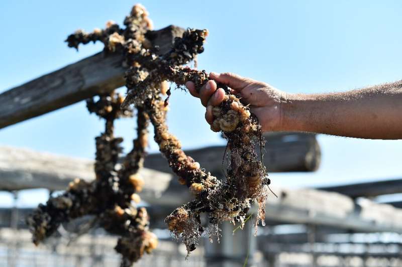 &quot;There's nothing left,&quot; says Javier Franch after a savage summer heatwave decimated this year's mussel crop in northea