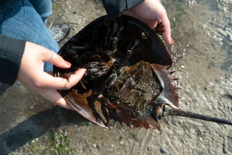 &quot;You're so cute,&quot; conservationist Nivette Perez-Perez tells a female horseshoe crab she has picked up in order to poin